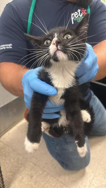 #animal_name# #animal_name#