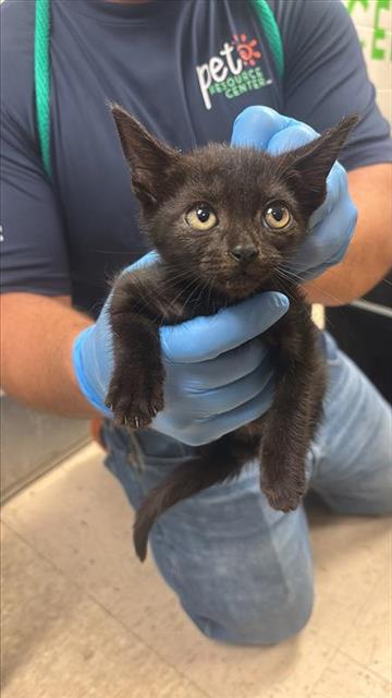 #animal_name# #animal_name#