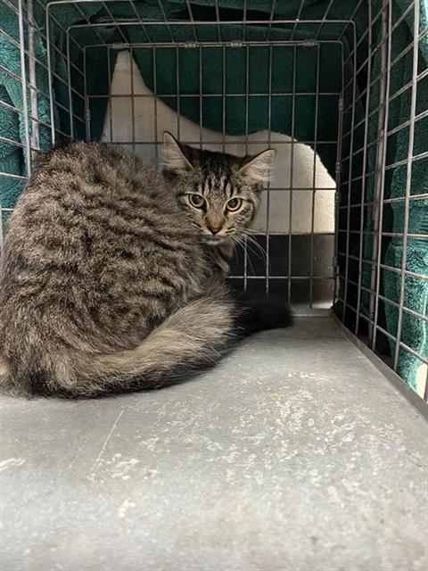 #animal_name# #animal_name#