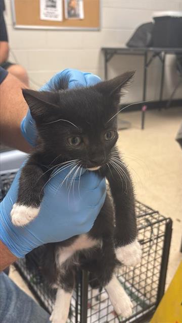 #animal_name# #animal_name#