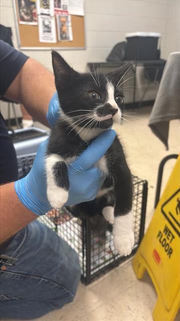 #animal_name# #animal_name#