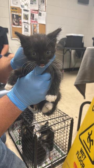 #animal_name# #animal_name#