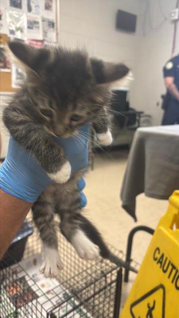 #animal_name# #animal_name#