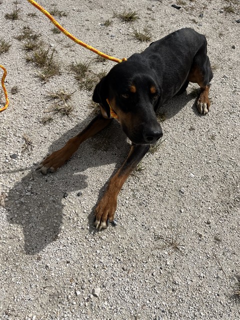 #animal_name# #animal_name#