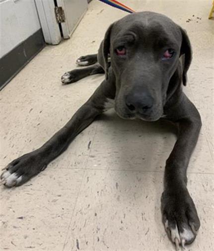 #animal_name# #animal_name#