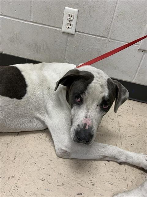 #animal_name# #animal_name#