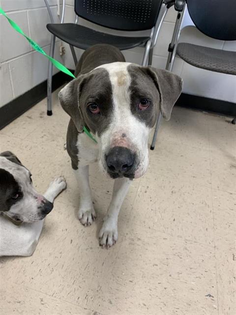 #animal_name# #animal_name#