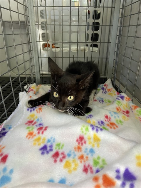 #animal_name# #animal_name#