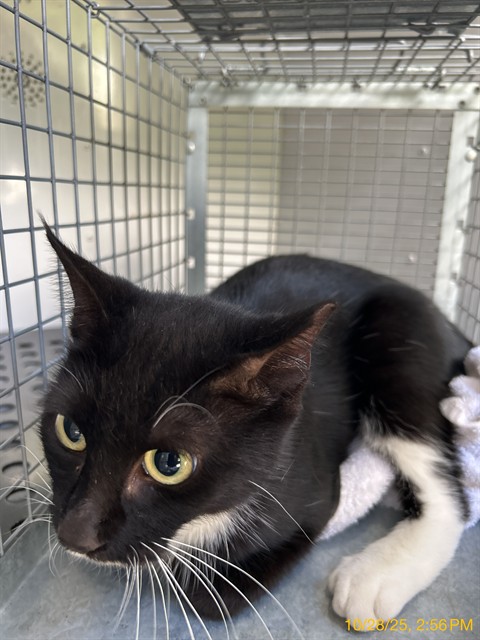 #animal_name# #animal_name#