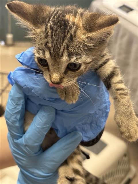 #animal_name# #animal_name#