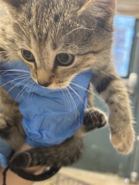 #animal_name# #animal_name#