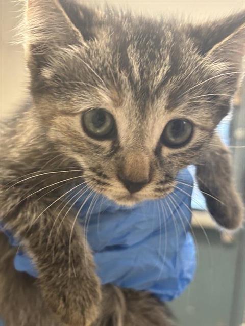 #animal_name# #animal_name#