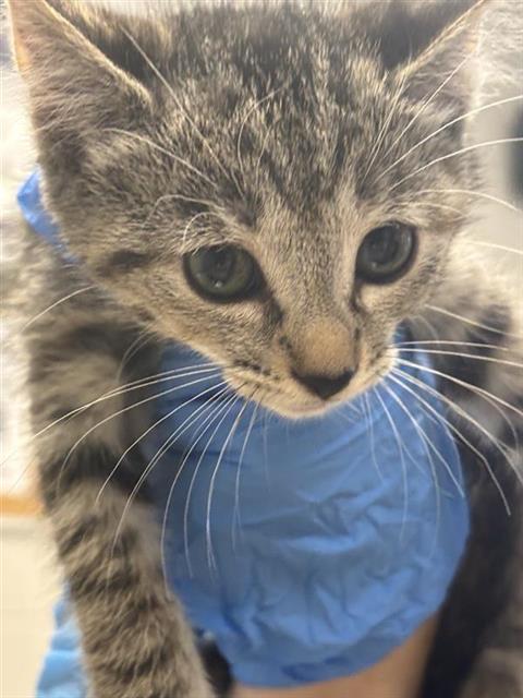 #animal_name# #animal_name#