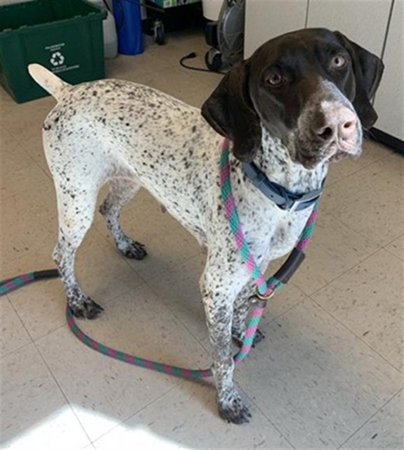 Image of Pet