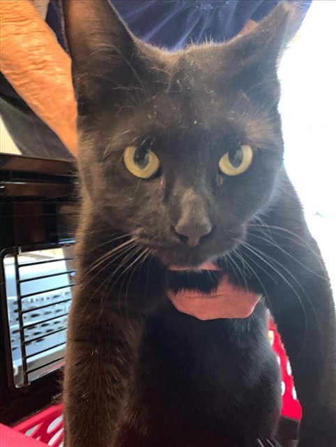 #animal_name# #animal_name#