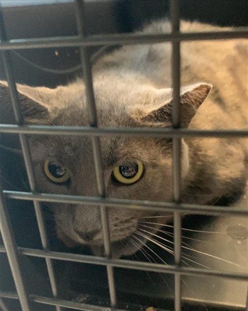 #animal_name# #animal_name#