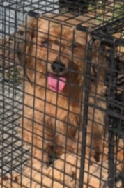 #animal_name# #animal_name#