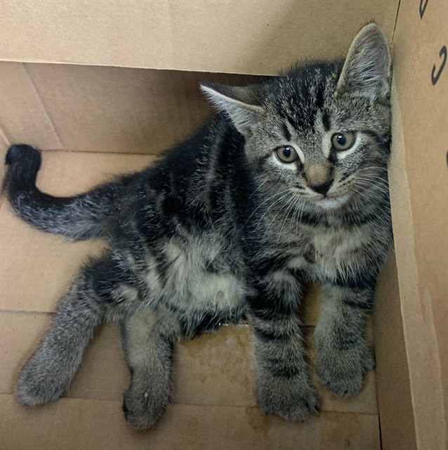 Will Byers Will Byers