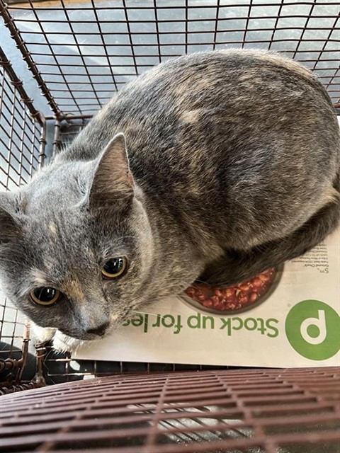 #animal_name# #animal_name#