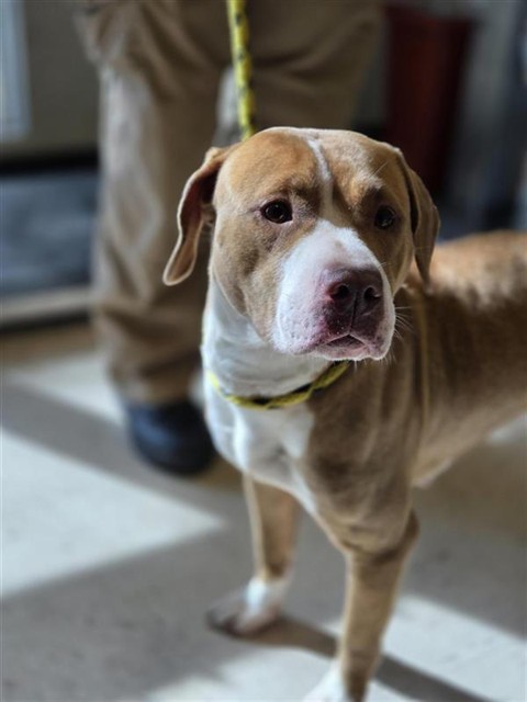 #animal_name# #animal_name#