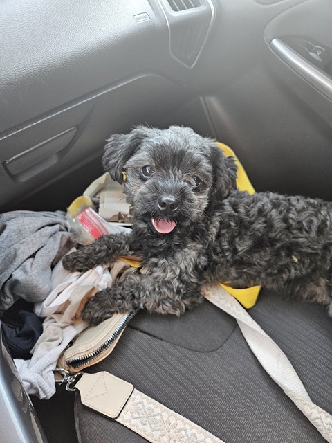 #animal_name# #animal_name#