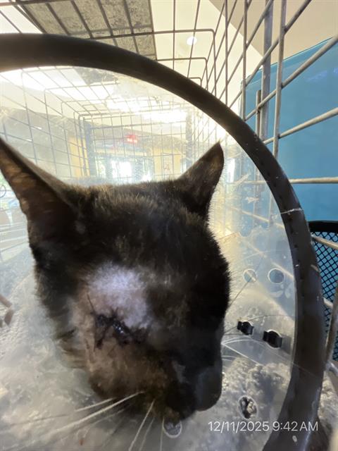 #animal_name# #animal_name#