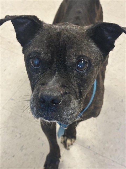 #animal_name# #animal_name#