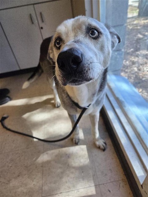 #animal_name# #animal_name#