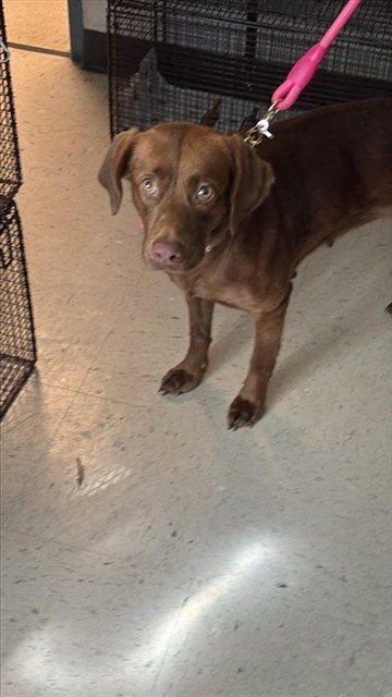 #animal_name# #animal_name#