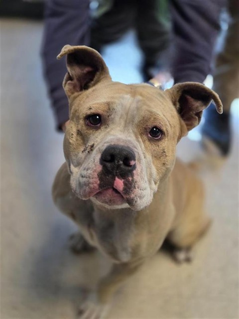 #animal_name# #animal_name#