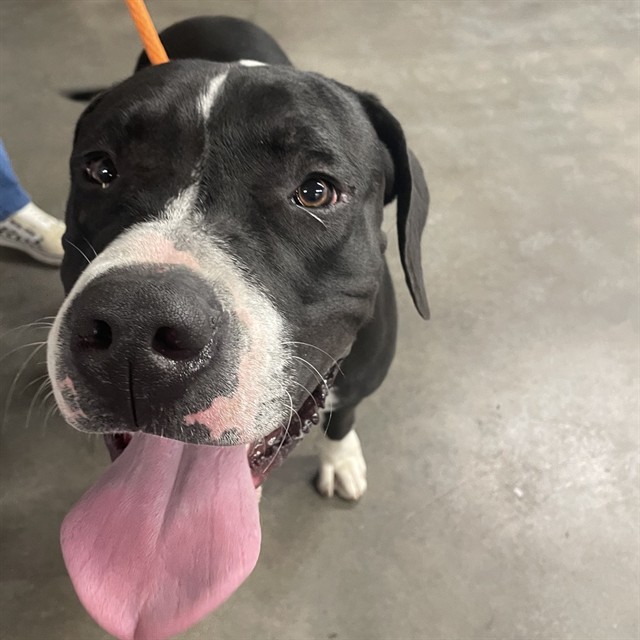 #animal_name# #animal_name#