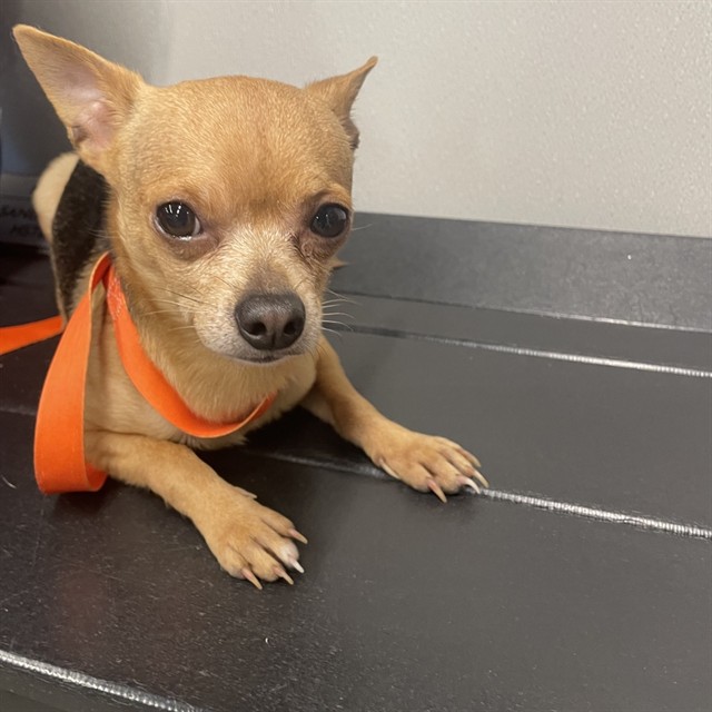 #animal_name# #animal_name#