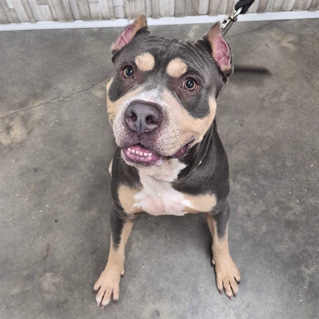 #animal_name# #animal_name#