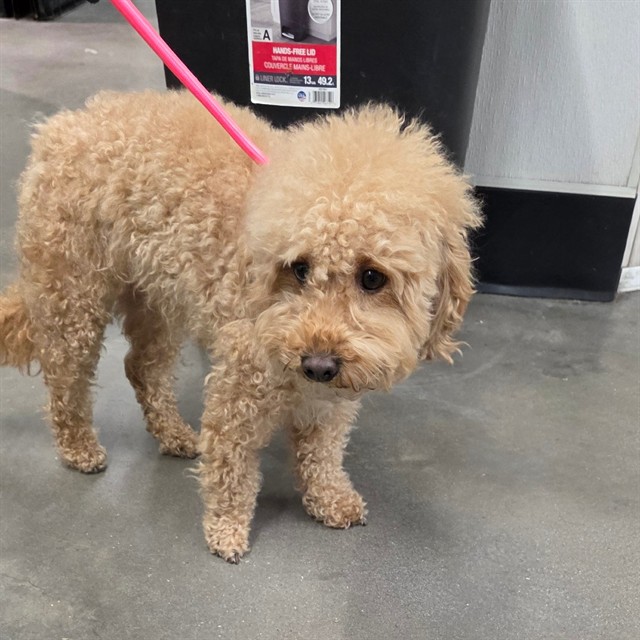 #animal_name# #animal_name#