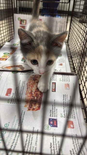 #animal_name# #animal_name#