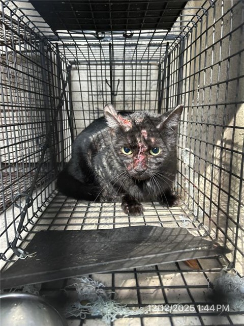 #animal_name# #animal_name#