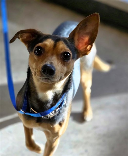 #animal_name# #animal_name#