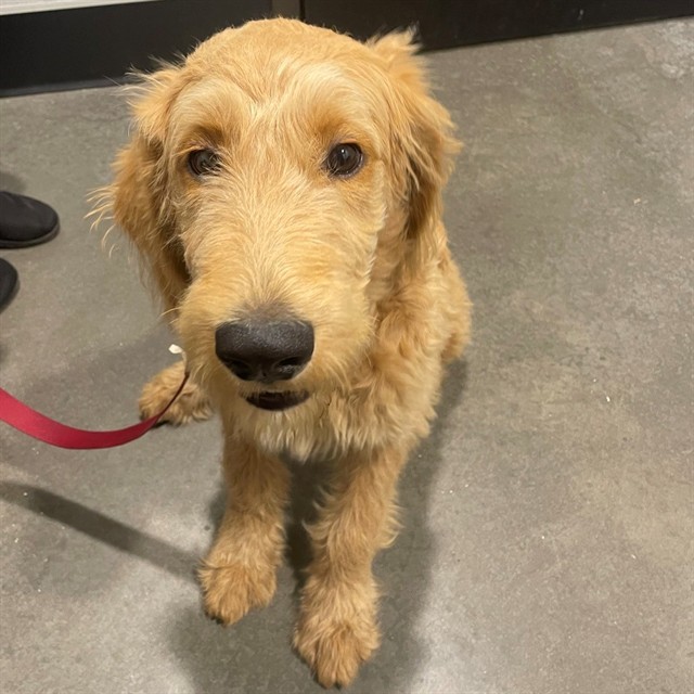 #animal_name# #animal_name#