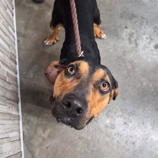 #animal_name# #animal_name#