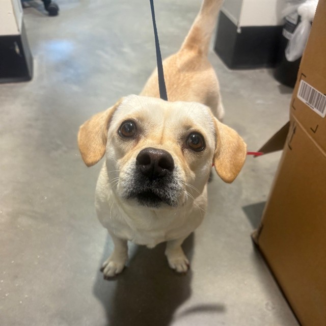 #animal_name# #animal_name#