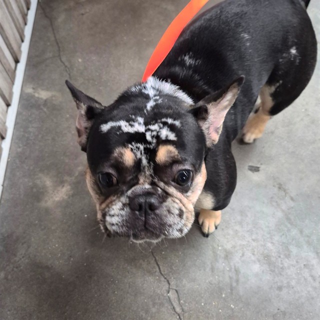 #animal_name# #animal_name#