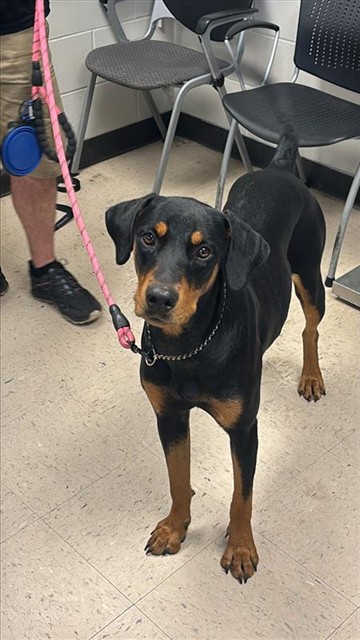 #animal_name# #animal_name#