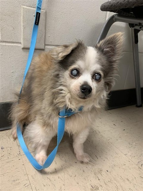 #animal_name# #animal_name#