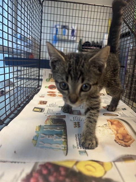 #animal_name# #animal_name#