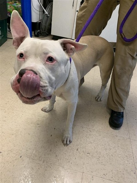 #animal_name# #animal_name#