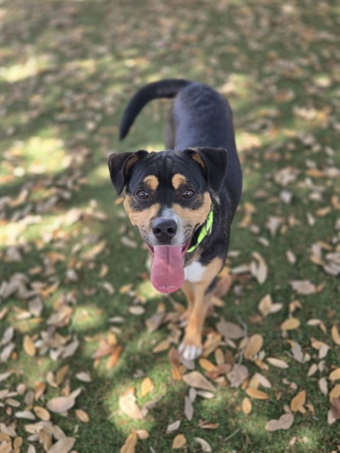 #animal_name# #animal_name#