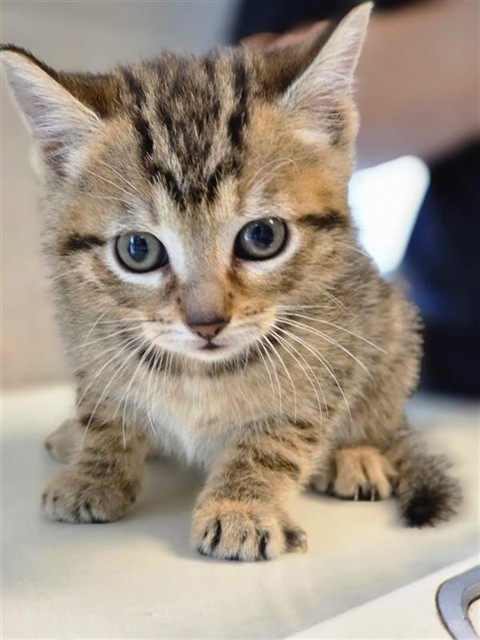 #animal_name# #animal_name#