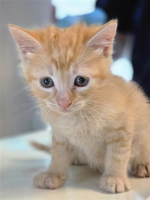 #animal_name# #animal_name#