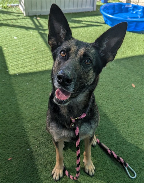 #animal_name# #animal_name#