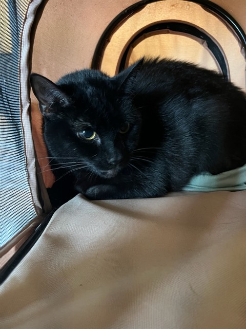 Salem Salem